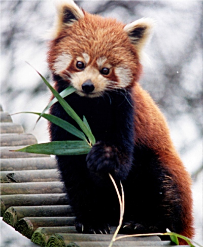 Like the red panda, Buddhism is an endangered species.