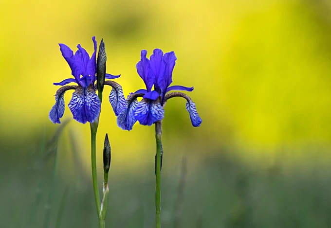Vivid image of irises blooming