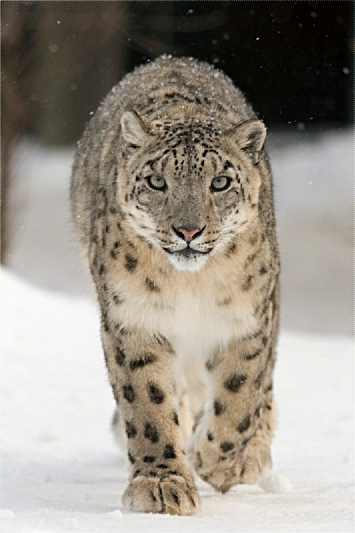 The endangered, but stealthy, Himalayan snow leopard